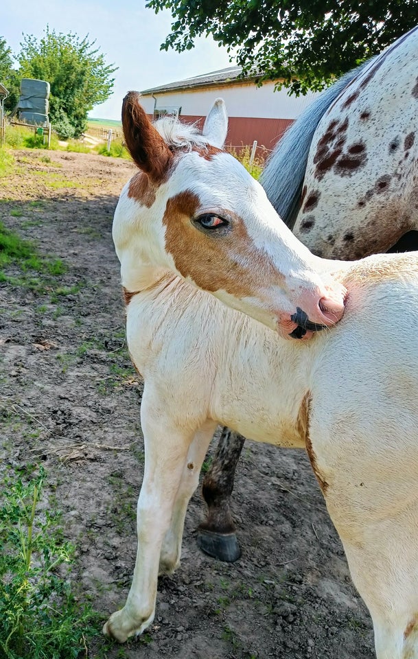 Irish Cob Crossbreed hingst 0 år