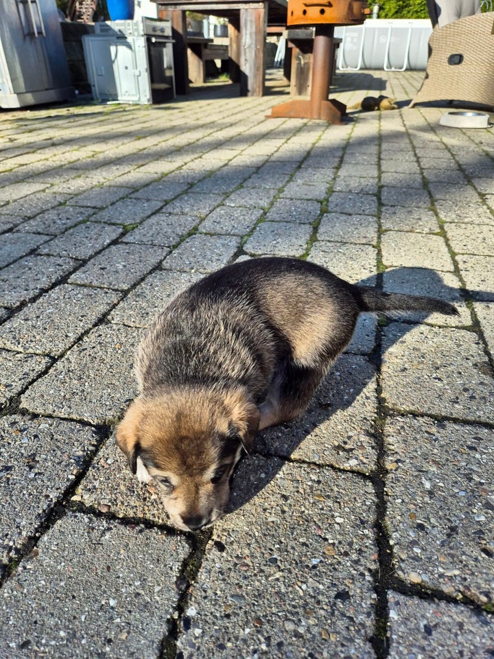 sødest blandings hvalpe rot...