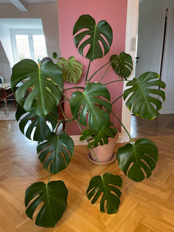 Monstera