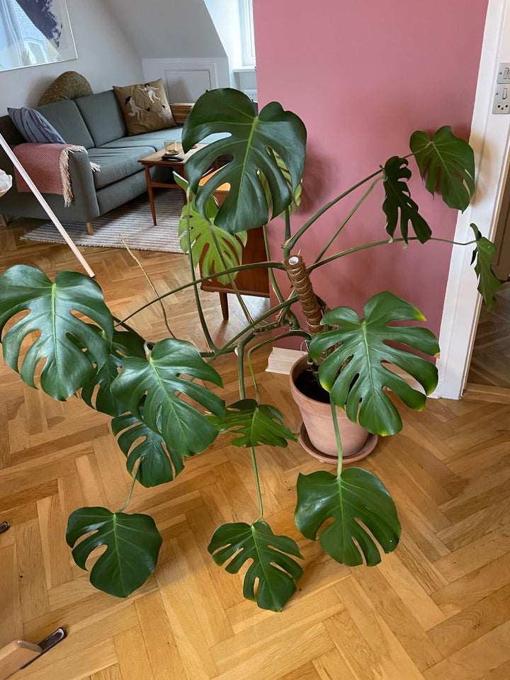 Monstera