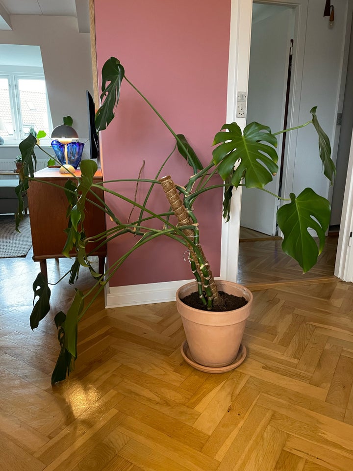 Monstera