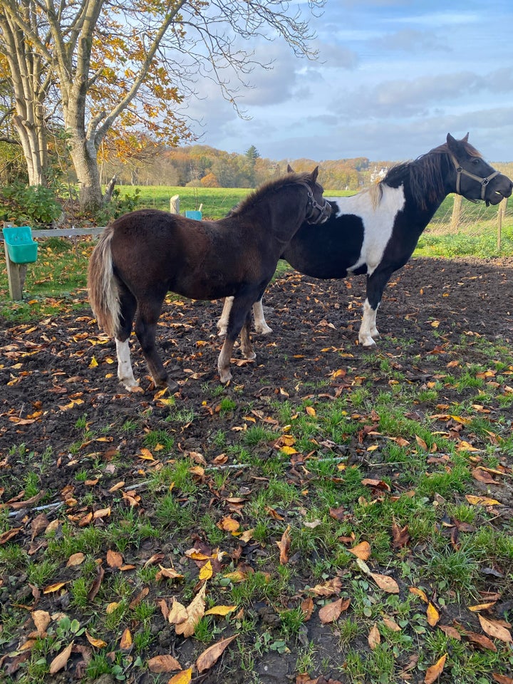 Pinto, hingst, 0 år