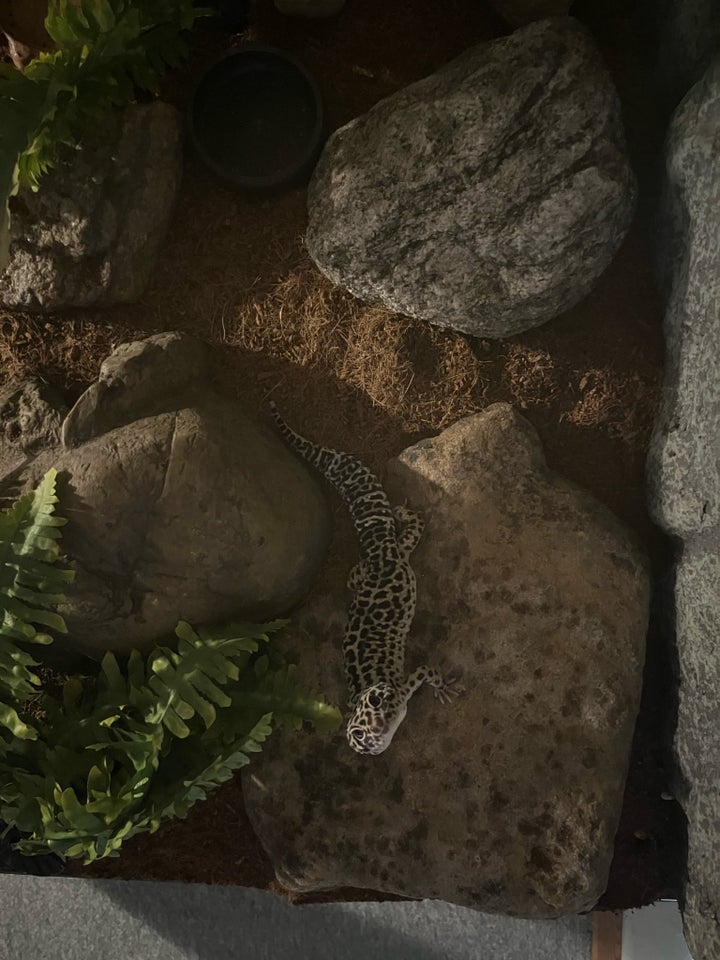 Gekko Leopard Gekko