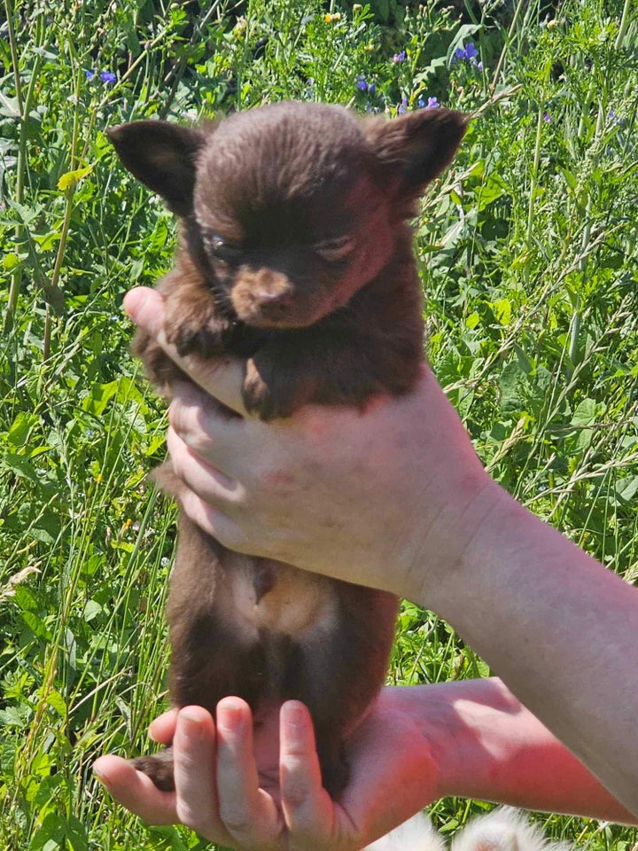 Chihuahua hvalpe 7 uger