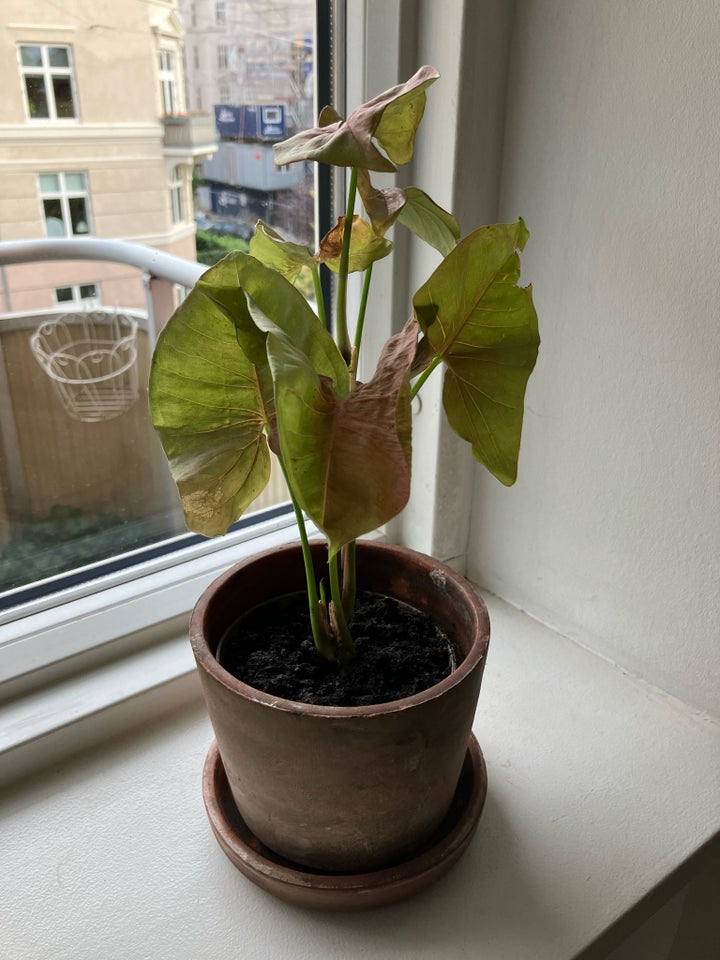 Stueplante, Caladium Pink Beauty