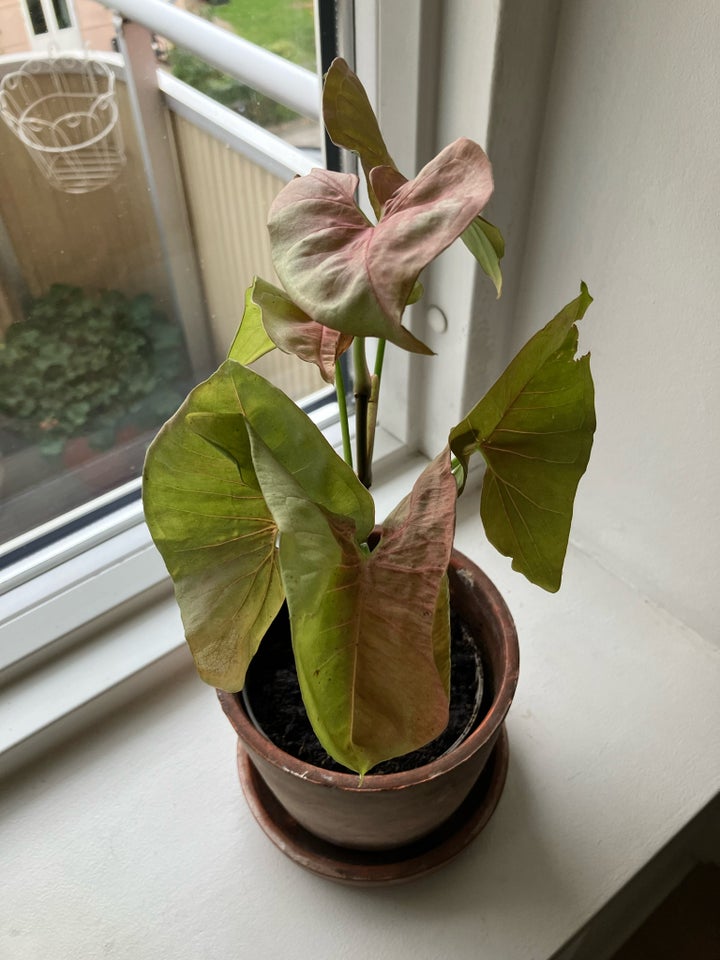 Stueplante, Caladium Pink Beauty