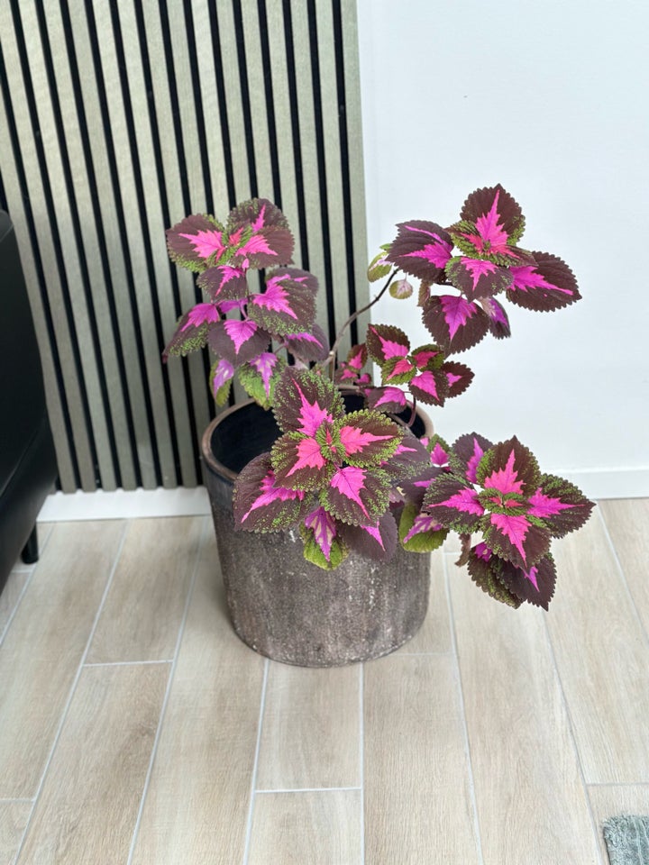 Coleus paletblad