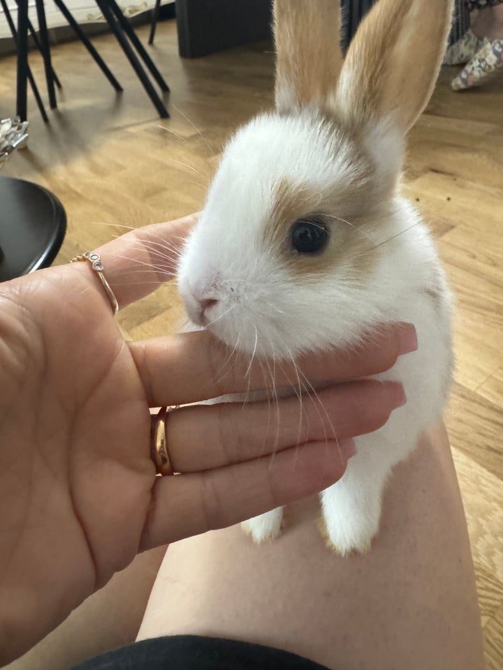 Kanin, Mini lop og hermelin, 0 år