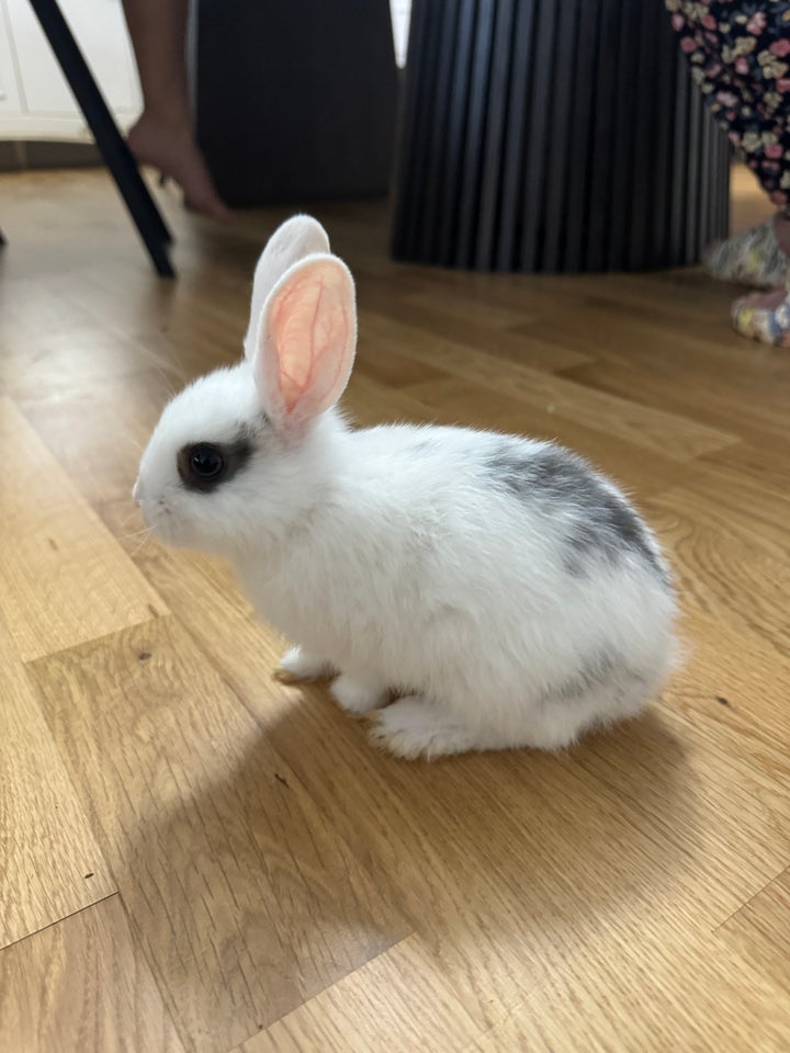 Kanin, Mini lop og hermelin, 0 år