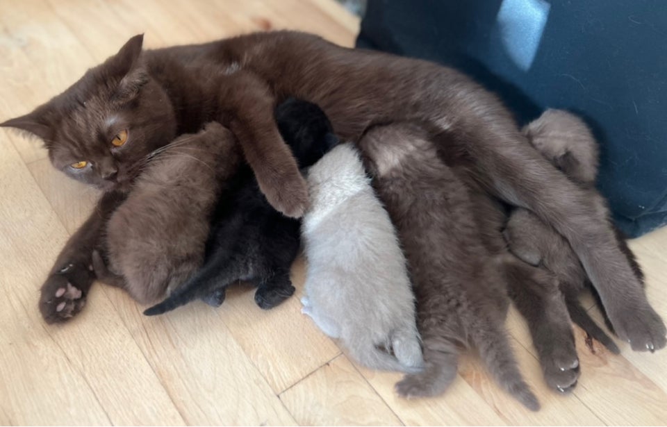 British Shorthair flere