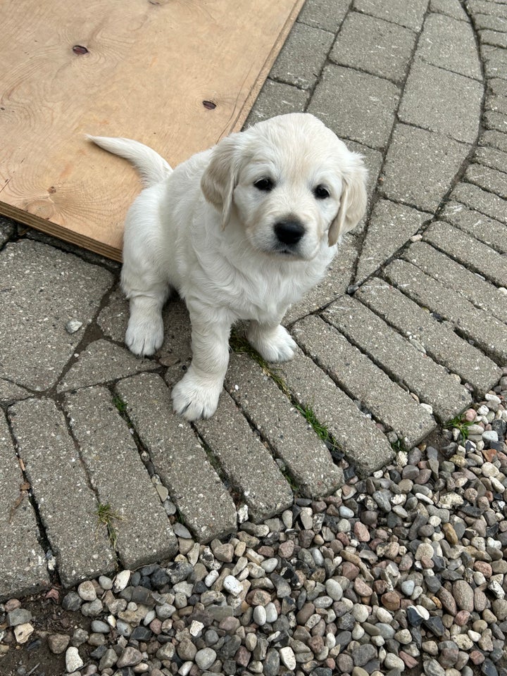 Golden retriever tæve hvalp