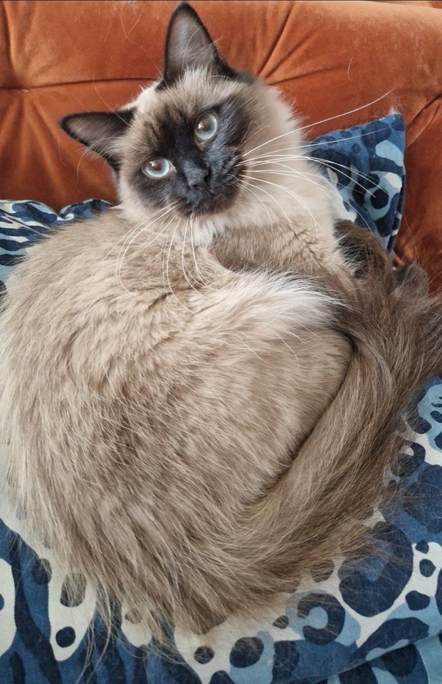 Hunkat Ragdoll 2 år