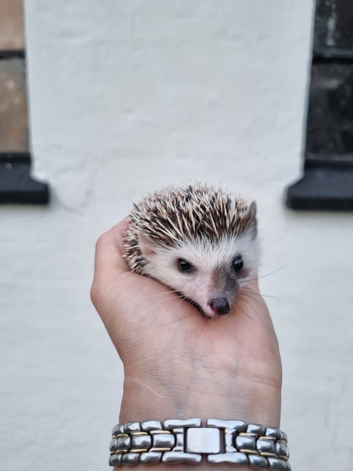 Lesser Tenrecs og Afrikanske