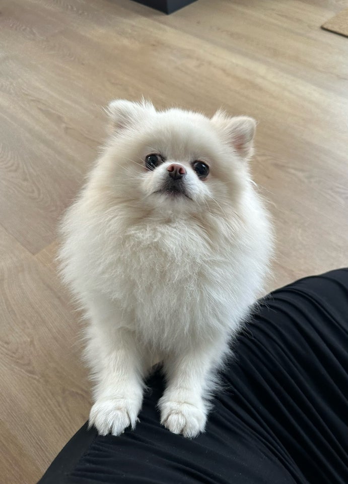 Pomeranian hanhund 3 år