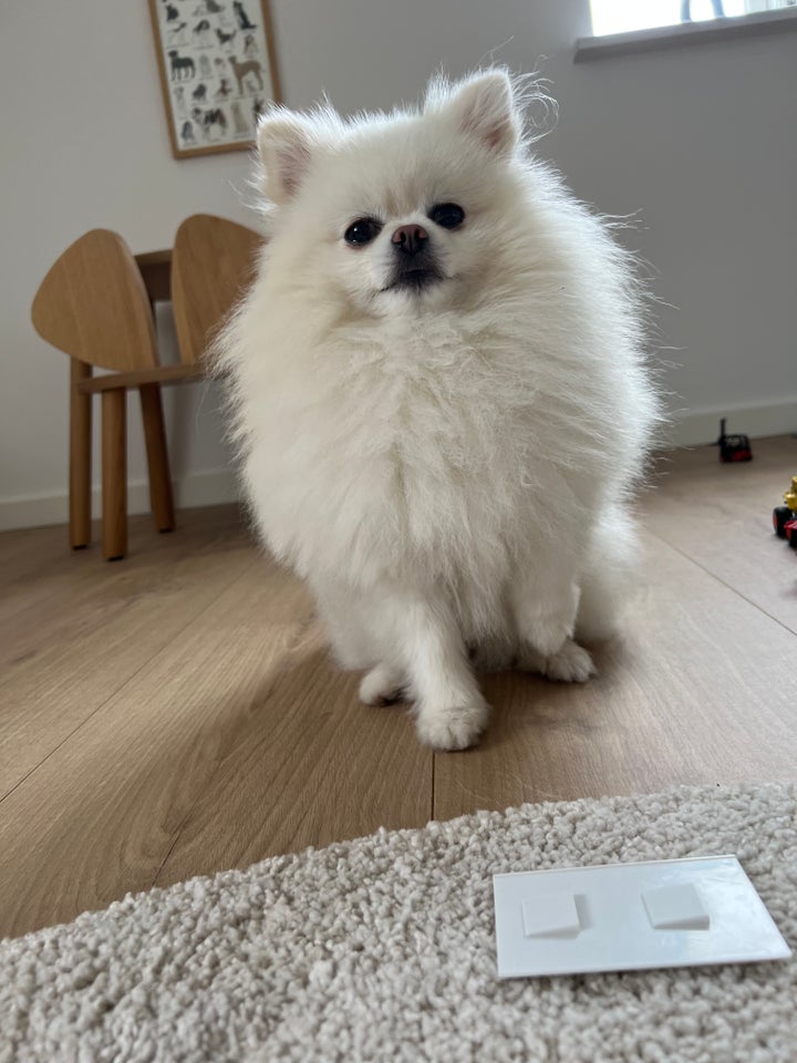 Pomeranian hanhund 3 år