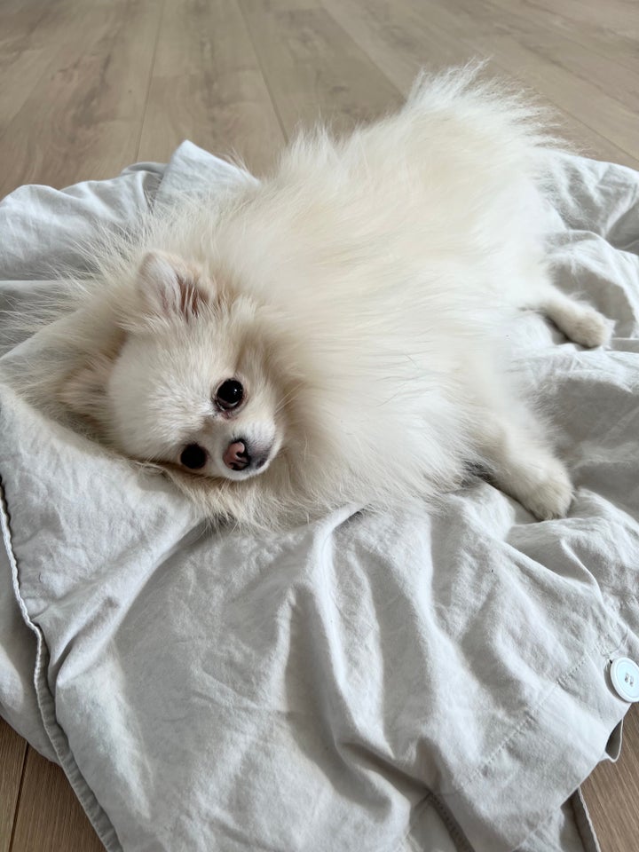 Pomeranian hanhund 3 år