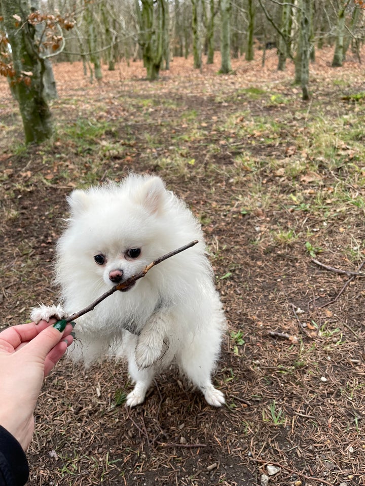 Pomeranian hanhund 3 år