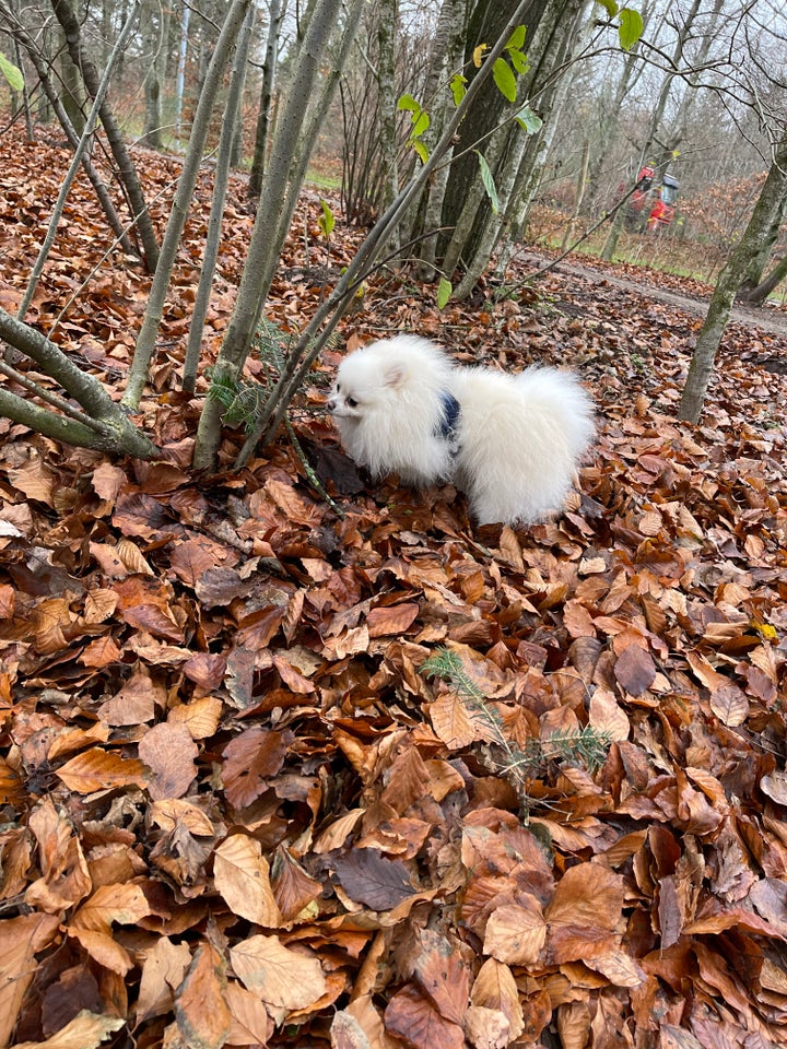 Pomeranian hanhund 3 år