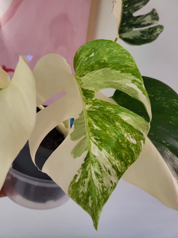 Monstera albo variegata / broget