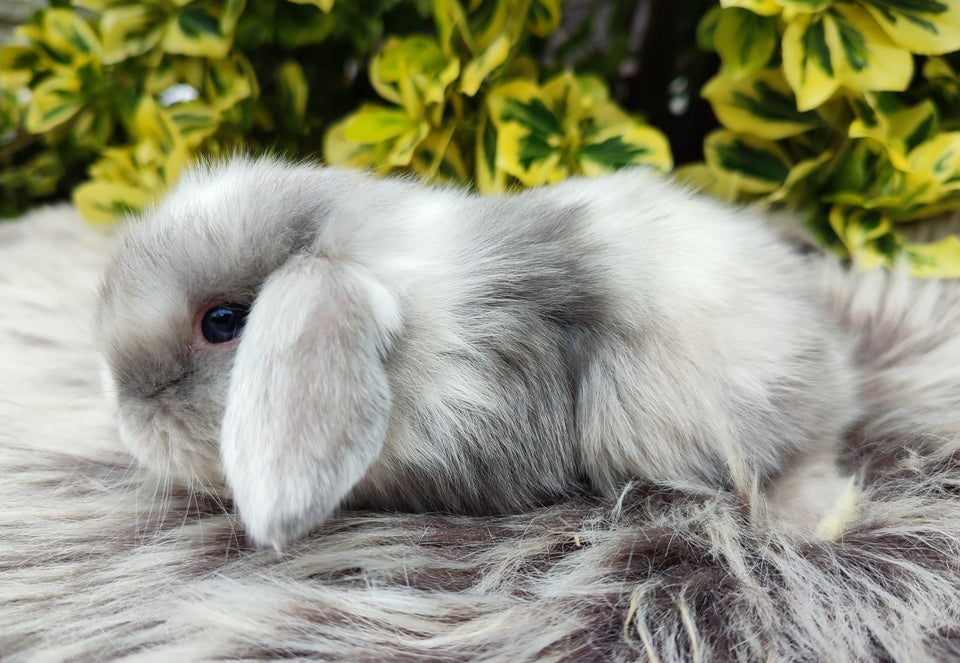 Kanin Minilop mini lop 0 år