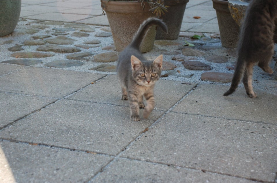 Hunkilling, British shorthair