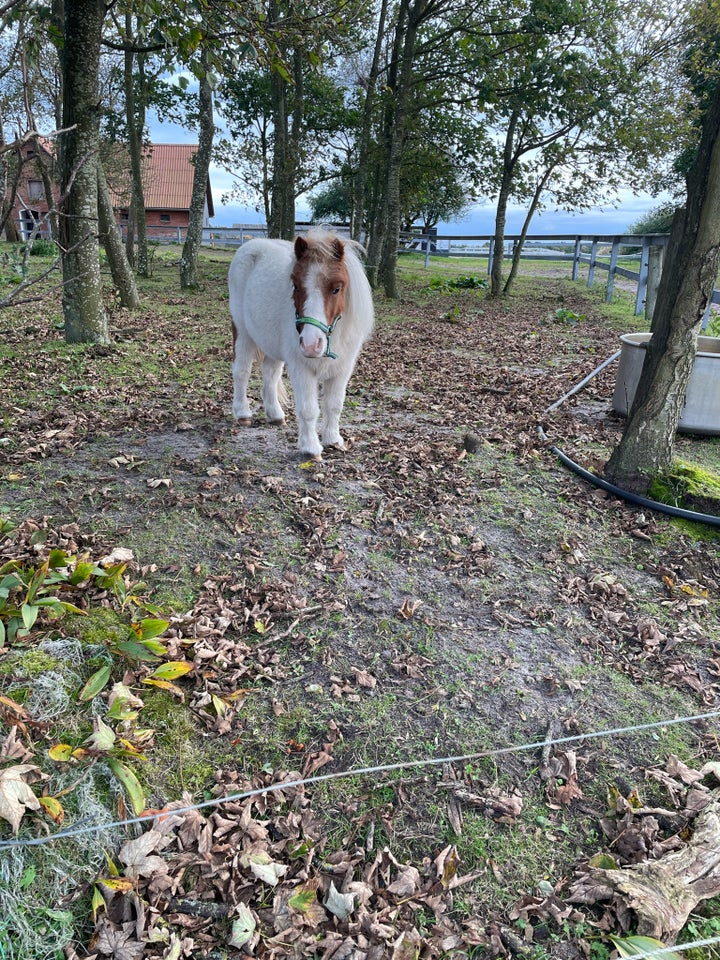 Shetlænder, vallak, 6 år