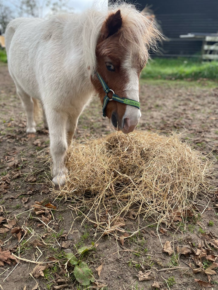 Shetlænder, vallak, 6 år