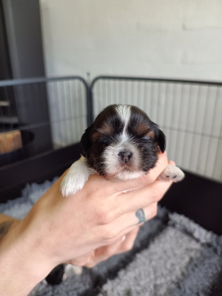 Shih tzu hvalpe 3 uger