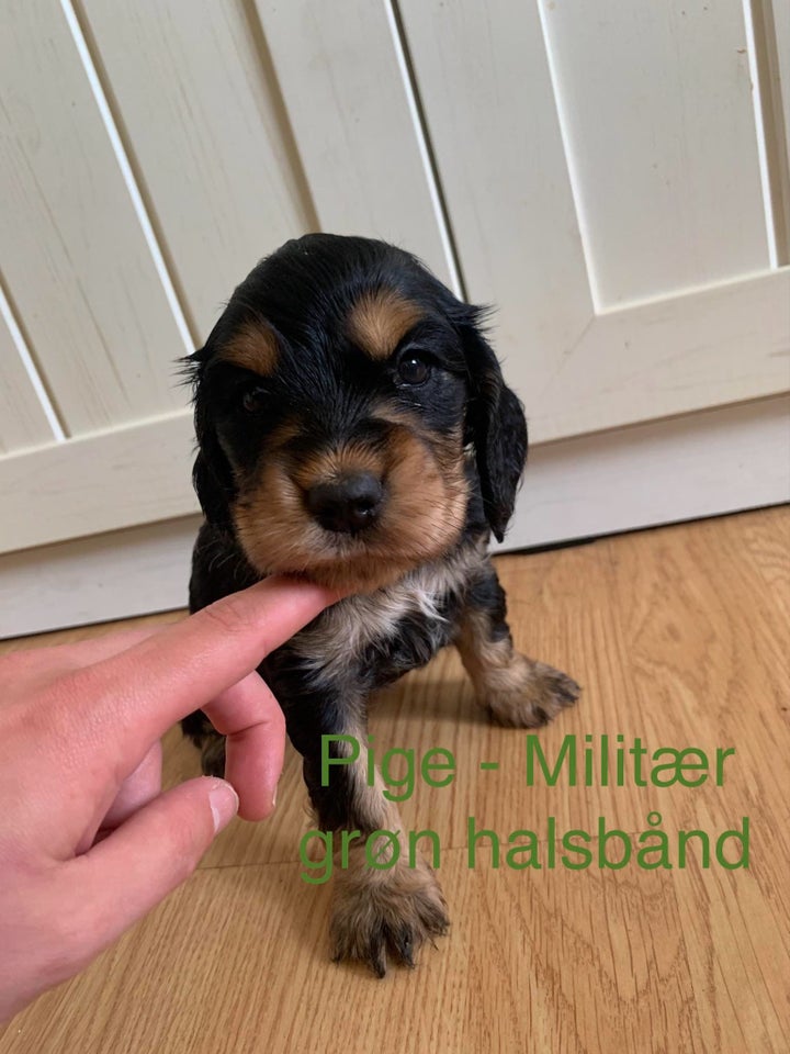 Cocker spaniel og dansk/svensk