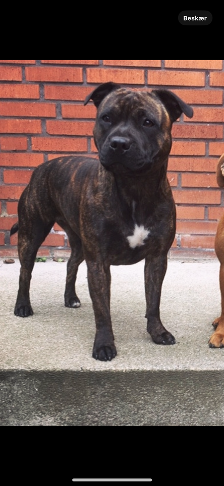 Staffordshire bullterrier hund