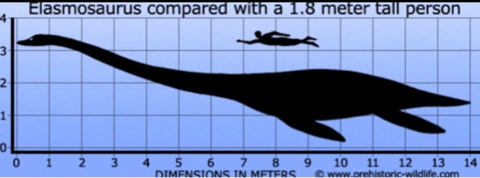 Fossiler, Elasmosaurus tand