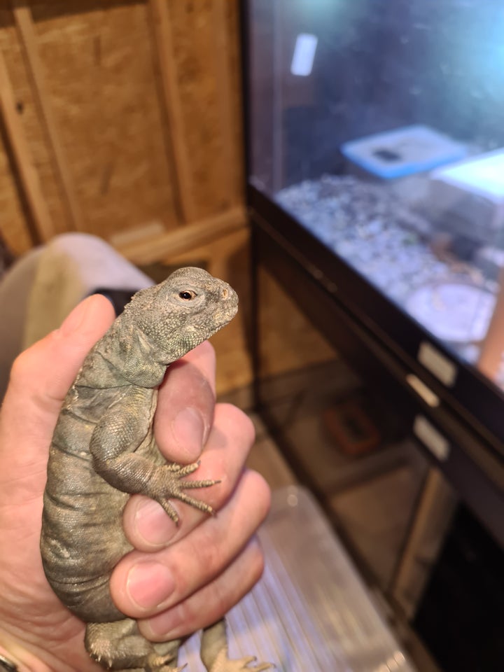 Øgle, Uromastyx ocellata