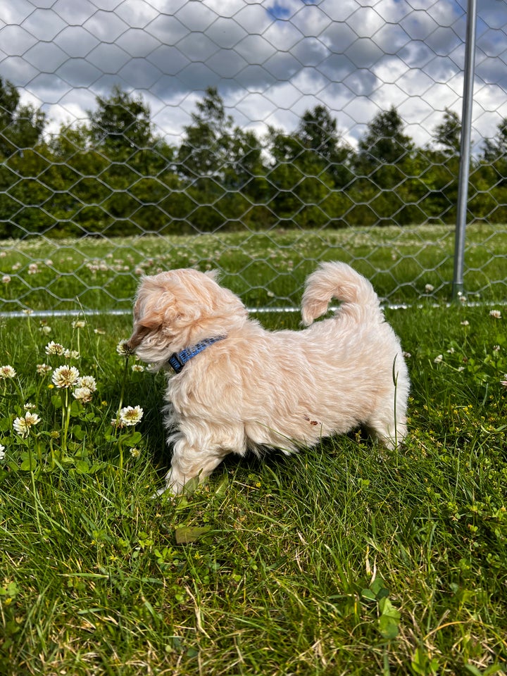 Maltipoo hvalp