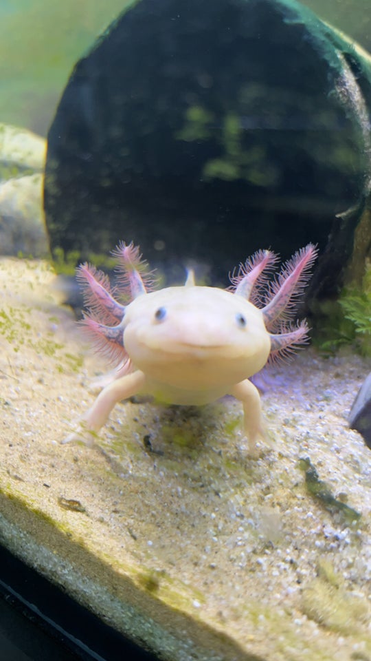 Axolotl med akvarie 2 stk