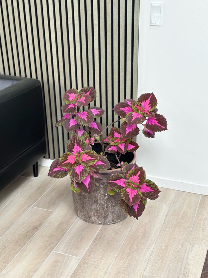 Coleus paletblad