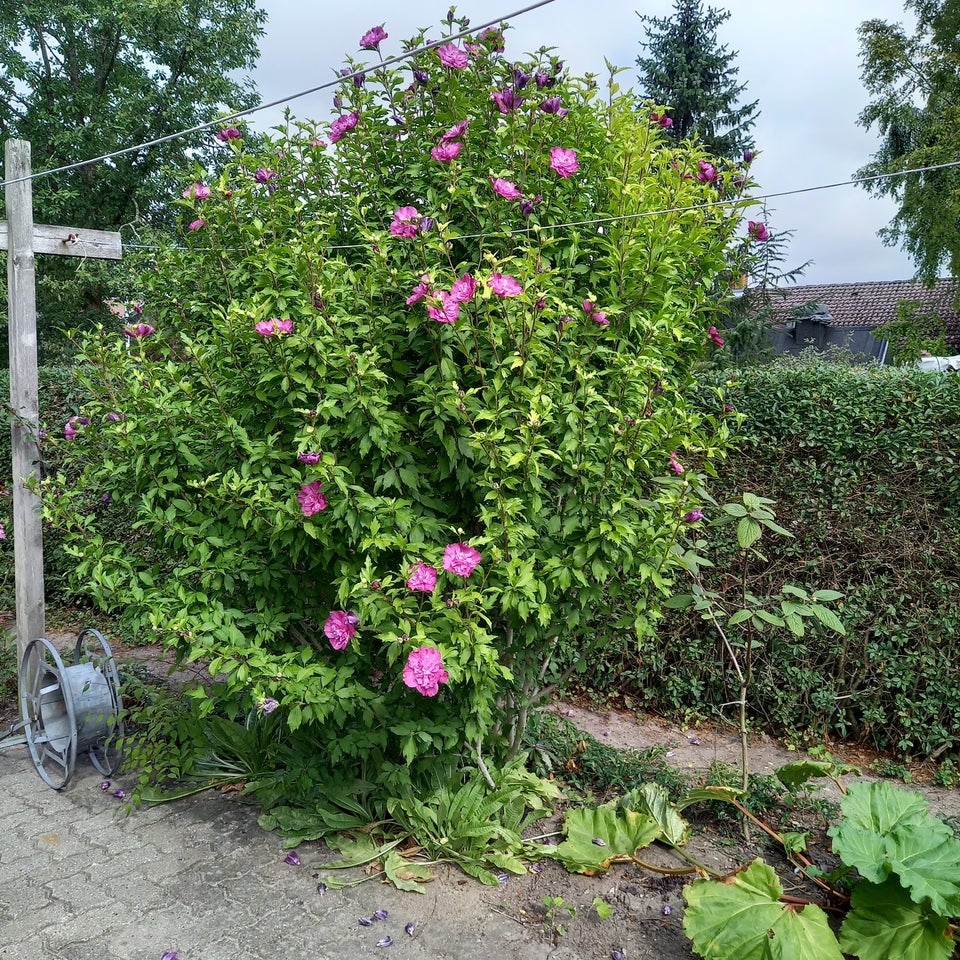 Busk, Hibiscus Syriacus, Syrisk