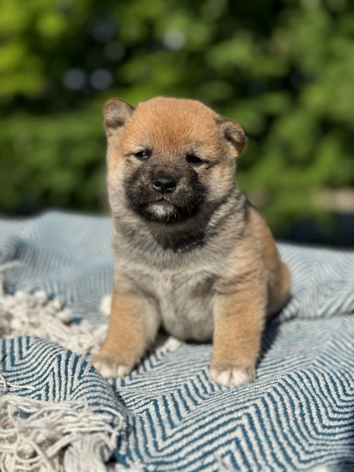 Shiba hvalpe 5 uger