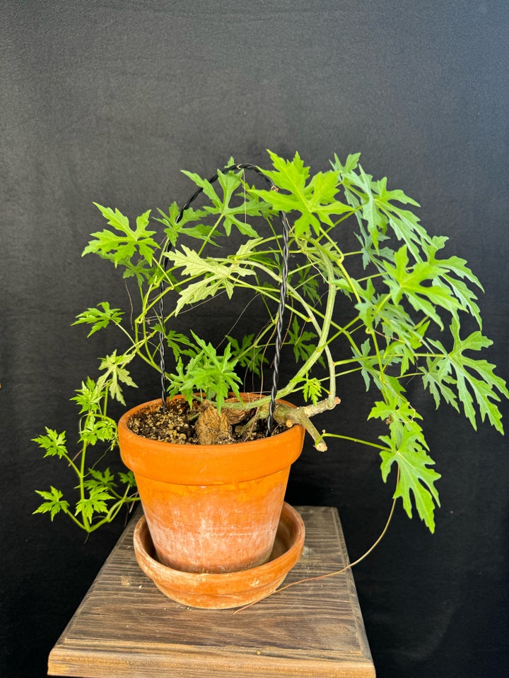 Caudex plante Cissus tuberosa