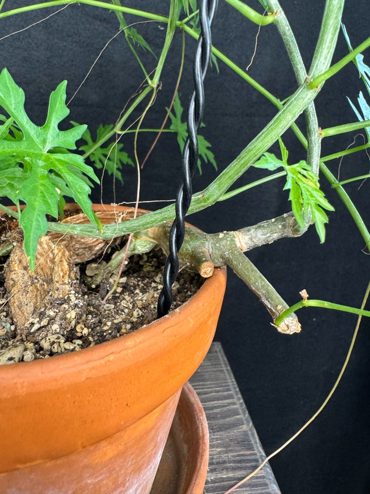 Caudex plante Cissus tuberosa