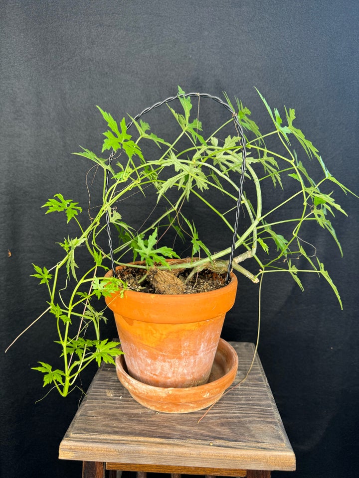 Caudex plante Cissus tuberosa