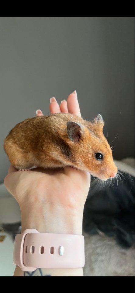 Hamster Guldhamster 0 år