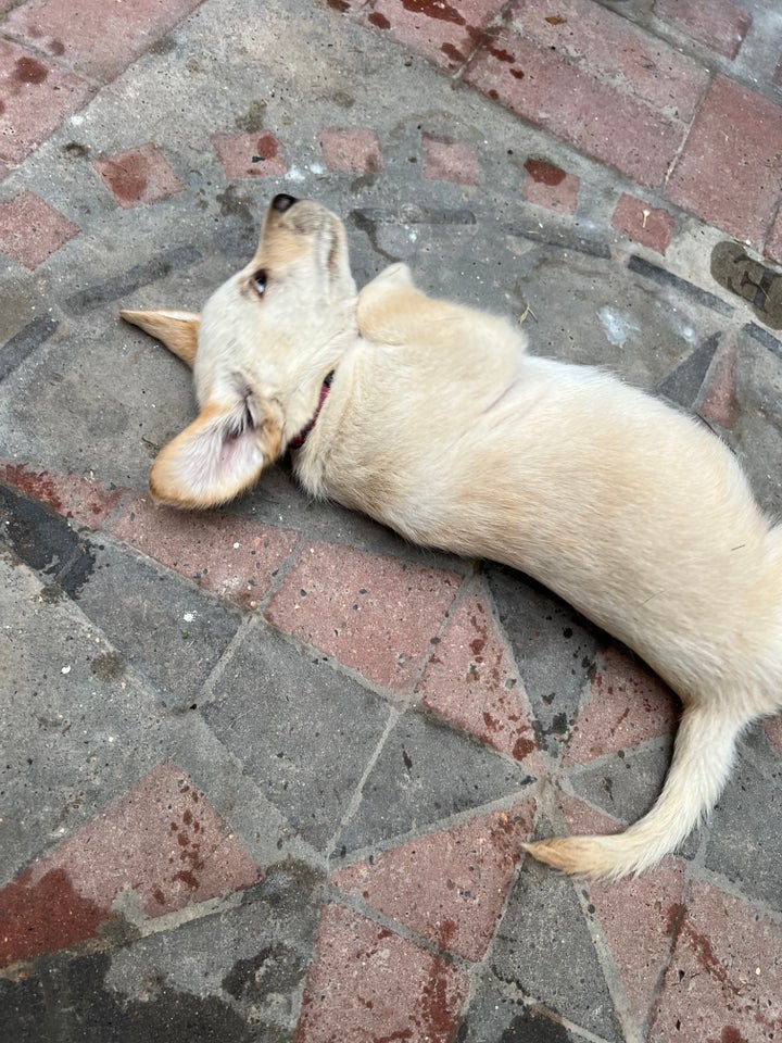 Labrador hvalpe til salg