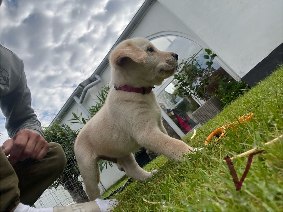 Labrador hvalpe til salg