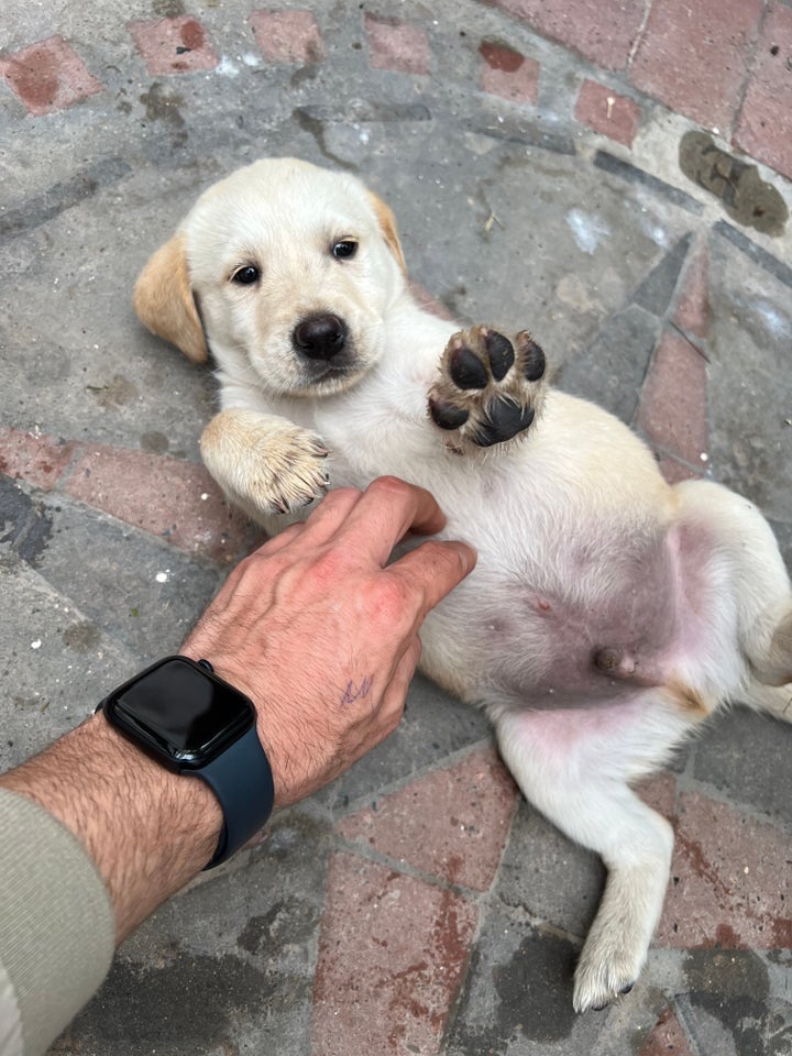 Labrador hvalpe til salg