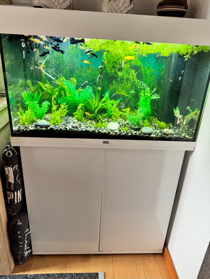 Akvarium, 125 liter, b: 81 d: 36 h: 50