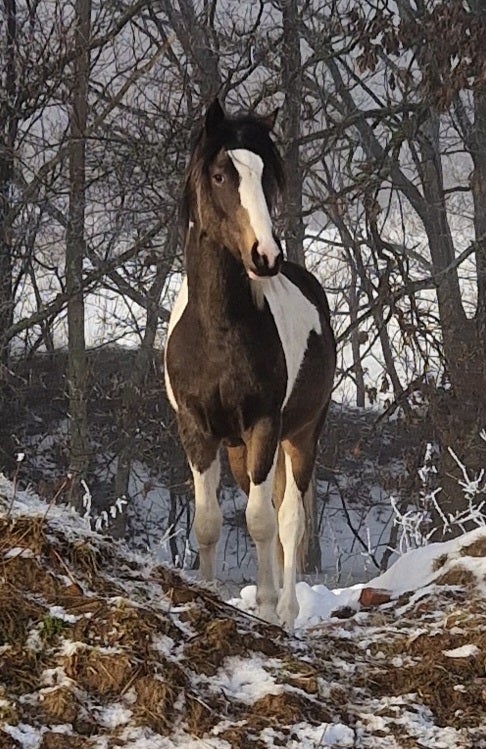 Tysk Pony vallak 2 år