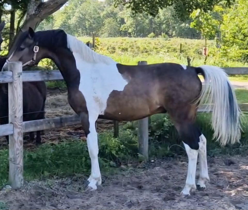 Tysk Pony vallak 2 år