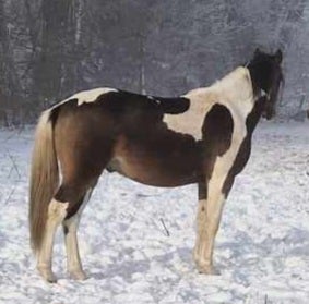 Tysk Pony vallak 2 år