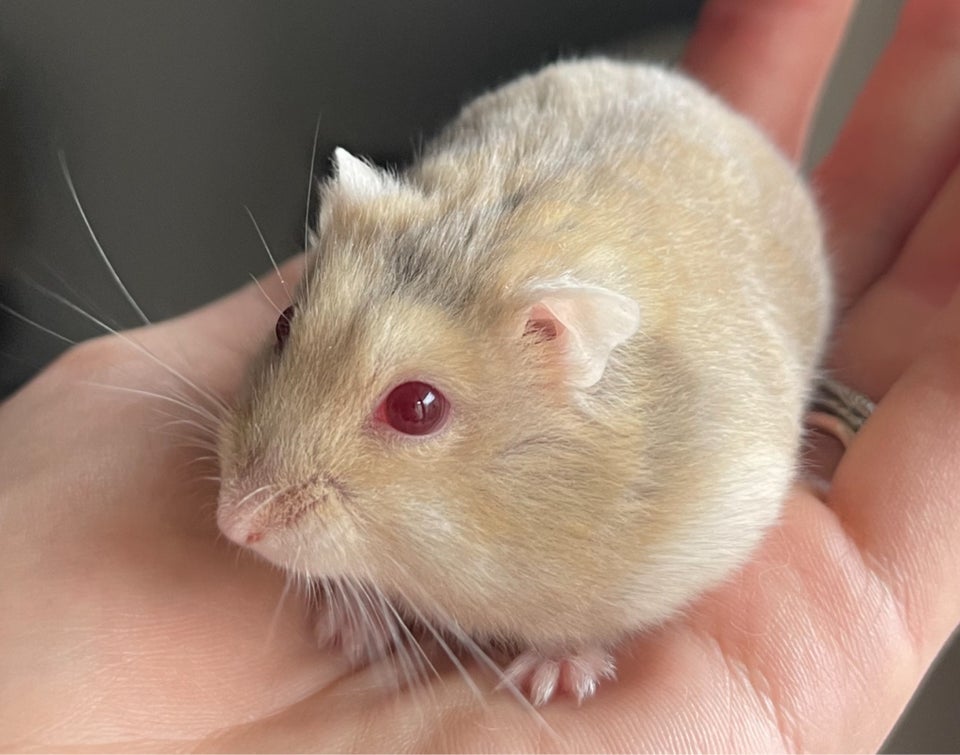 Hamster Dværghamster  0 år