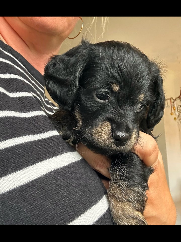 Maltipoo/cavalier-DSV blanding,